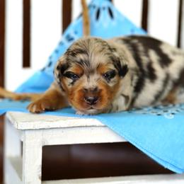 Wrangler - Blue merle male Miniature Australian Shepherd puppy in Chesapeake, Virginia from Beaver Dam Mini Aussies
