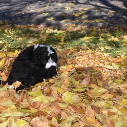Bernedoodle Puppies from Belly Rubs