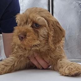 Honey - Buff female Cockapoo puppy in New Jersey from Teddy Bear Cockapoos