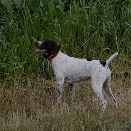 German Shorthaired Pointers from Blue Storm Shorthairs