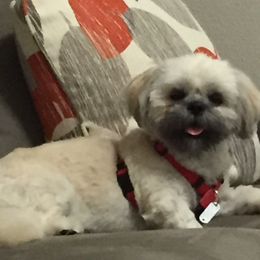 Shih Tzu Puppies from Howe’s Shih Tzu’s