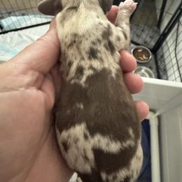 Boy 1 - Dapple male Dachshund puppy in Casselberry, Florida from Amore Mini Dachshund Breeders & More