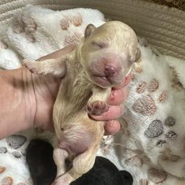 Cashew - Cream male Maltipoo puppy in Coal City, Indiana from Angel Blue Dogs
