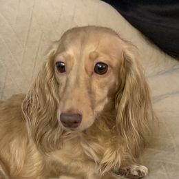 Kira - Dachshund