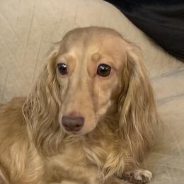 Kira - Dachshund