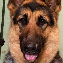 Jolene - German Shepherd