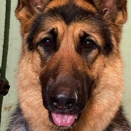 Jolene - German Shepherd