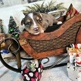 Brown - Blue merle male Toy Australian Shepherd puppy in Cedar Creek, Texas from Rowdy Ranch Tx