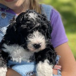 Bernedoodles from Mountain Spring Farm