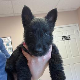 Allen - Black male Scottish Terrier puppy in Chattanooga, Tennessee from Oodles of Cuties!