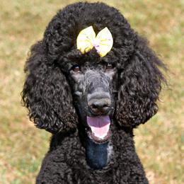 Poodles from Vintage Poodles