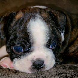Boston Terriers from Joey Muller