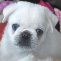 Kramer - Cream male Pug puppy in Morgantown, West Virginia from Groovy Pugs
