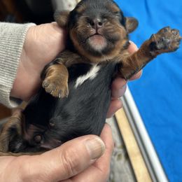 Boy 4 - male Cavalier King Charles Spaniel puppy in Burke, New York from Patti’s Puppies