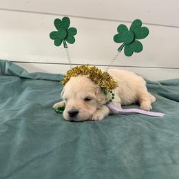 Lavender - Light golden female Golden Retriever puppy in Brewster, Washington from AB & Co. Goldens
