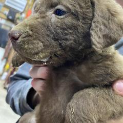 Boy 1 - Chesapeake Bay Retriever puppy in Blue Hill, Nebraska from BlueBelle's Canine Companions