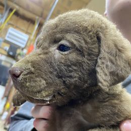 Boy 1 - Chesapeake Bay Retriever puppy in Blue Hill, Nebraska from BlueBelle's Canine Companions