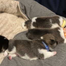 Pembroke Welsh Corgi Puppies from Temperance Farm Corgis