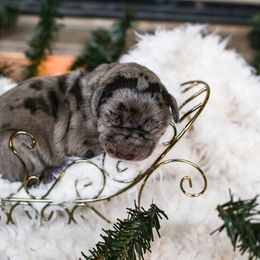 Great Dane Puppies from Pepper Mae Danes