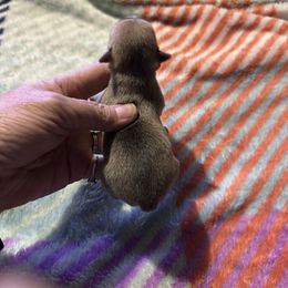 Chihuahua and Pembroke Welsh Corgi Puppies from Stephanie’s Corgi Colony