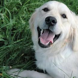 Goldendoodles and Golden Retrievers from Farmhouse Goldens