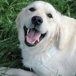 Goldendoodles and Golden Retrievers from Farmhouse Goldens