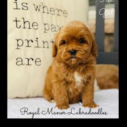 Girl 1 - Red Girl - Red female Australian Labradoodle puppy in Florence, New Jersey from Royal Manor Labradoodles