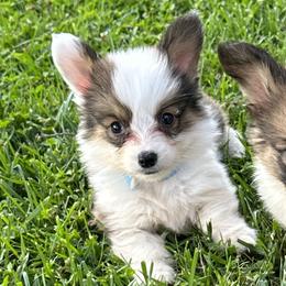 Full Fluffy Boy 2 - White and red Pembroke Welsh Corgi puppy in Liberty, Tennessee from Taylor's Corgi's