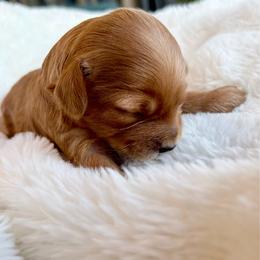 Jesse -Red female black nose- - Red female Cavapoo puppy in Gilbert, Arizona from Arizona Toy Cavapoos – Health‐Tested & Home‐Raised