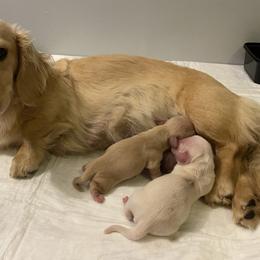 Bambi - Dachshund