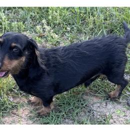 Franklin - Dachshund