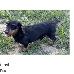 Franklin - Dachshund