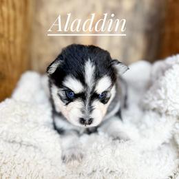 Aladdin - Black and white male Pomsky puppy in Grass Valley, California from Karalot Pomskies