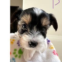 Yorkshire Terrier Puppies from Randy Smith