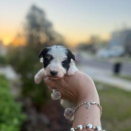 Bruno - Parti male Miniature Schnauzer puppy in Orange City, Florida from Xaysha’s Miniature Schnauzers