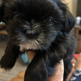 Kenny triplet 3 - Black and white male Shih Tzu puppy in New Port Richey, Florida from Stanford's Shih Tzus