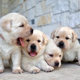 Pink - Yellow female Labrador Retriever puppy in Conroe, Texas from Pride Rock Labradors