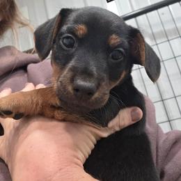 Elvis - Black and tan male American Hunt Terrier puppy in Cave City, Arkansas from Bayou Valley Shepherds and American Hunt Terriers