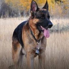 German Shepherds from Kearanen Talo German Shepherds