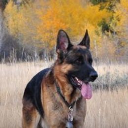 German Shepherds from Kearanen Talo German Shepherds