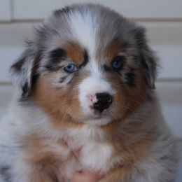 Willow - Blue merle Australian Shepherd puppy in Clinton, Utah from Neon Moon Aussies