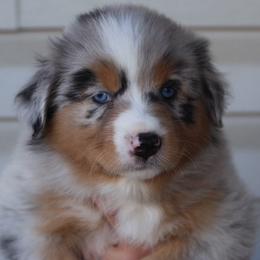 Willow - Blue merle Australian Shepherd puppy in Clinton, Utah from Neon Moon Aussies