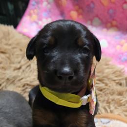 Emerald Eire's Seraphina - Black and rust female Doberman Pinscher puppy in Phoenix, Arizona from Emerald Eire Dobermanns