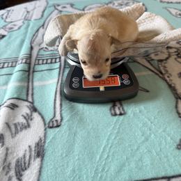 Kenzie - Fawn male Havanese puppy in Hudson, New York from Havanese of Claverack and Hudson Valley Labradors
