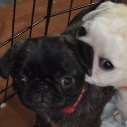 Pugs from Kapelac's Royal Pugs