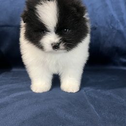 Pomeranian Puppies from Country Lane Kennels