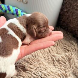 Trixie - Piebald female Dachshund puppy in Paso Robles, California from Drift & Dash Dachshunds