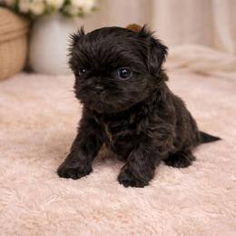 Lady Josephine - Blue female Shih Tzu puppy in Trinity, North Carolina from Trinity Shih Tzu