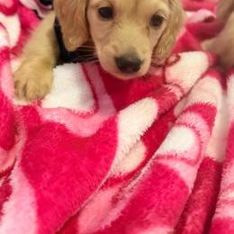 Tiny - Cream female Dachshund puppy in Magnolia, Texas from Carrie’s Countryside Dachshunds