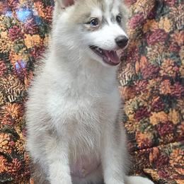 Todd - Gray and white male Pomsky puppy in Stover, Missouri from Lx2 County Line Pomskies